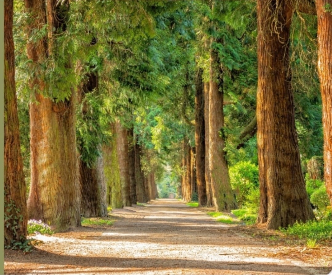 Baumallee als Symbol für den Weg in der Beratung